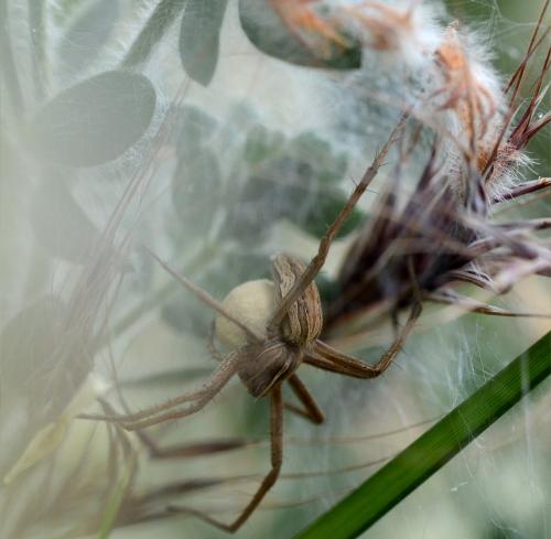 Pisaura mirabilis